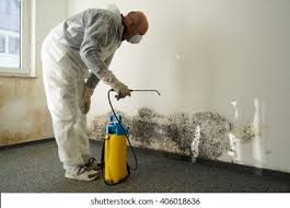 Why You Should Choose Our Mold Remediation Services in Ava, MO